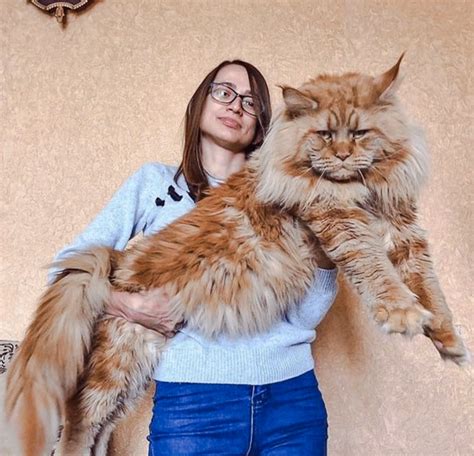 maine coon size